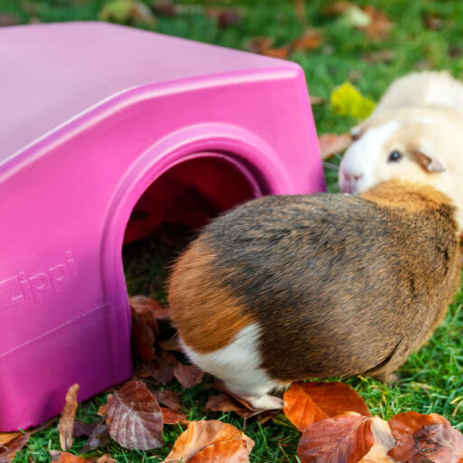 Guinea pig coming out of purple Zippi shelter