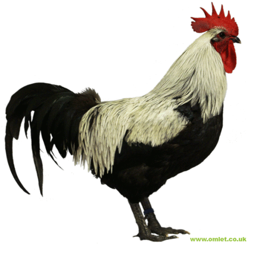 Large norfolk grey cock