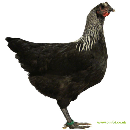Large norfolk grey hen