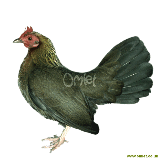 Old english game  partridge female 