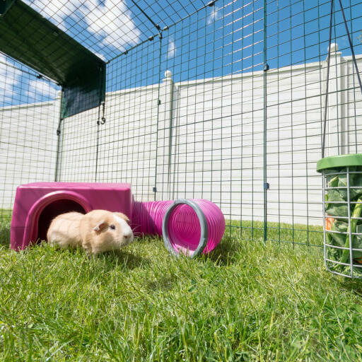 A purple Omlet guinea pig shelter and tunnel.