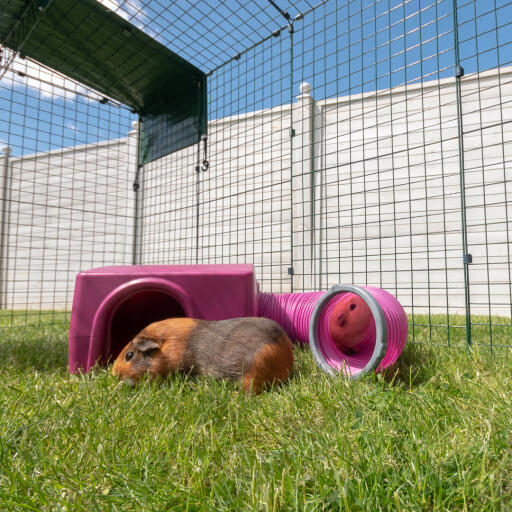 A purple Omlet guinea pig shelter.