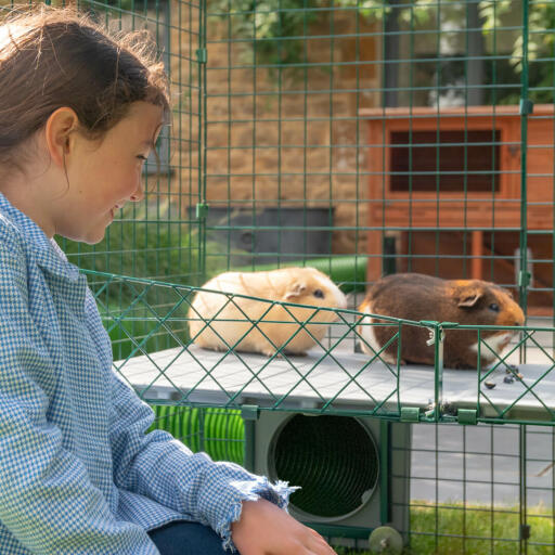 Girl with two guinea pigs on Zippi platforms inside of Omlet Zippi guinea pig playpen