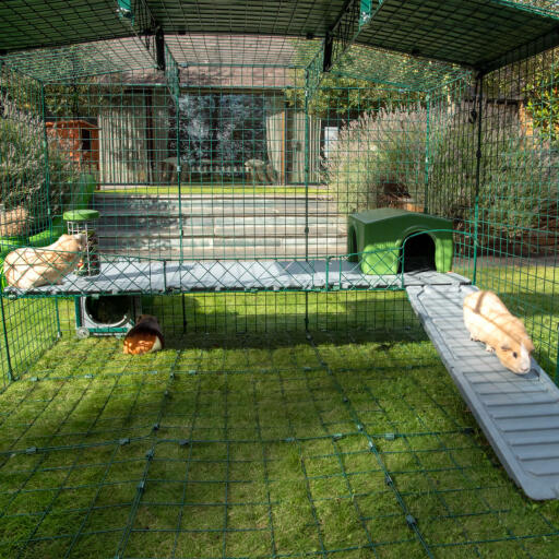 Outside guinea pig run sales