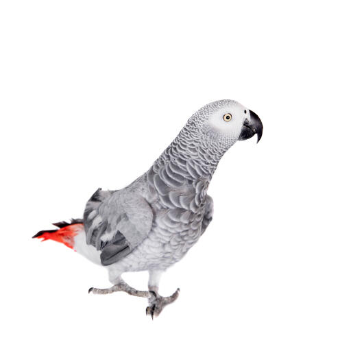 A african grey parrot showing off it's wonderful, red tail feathers