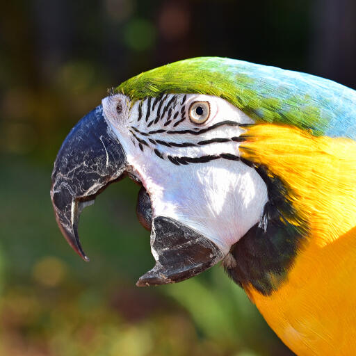 A close up of a blue and yellow macaw's beautiful, black and white face