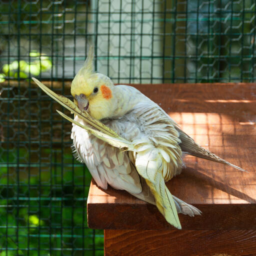 A beautiful cockatiel cleaning it's feathers