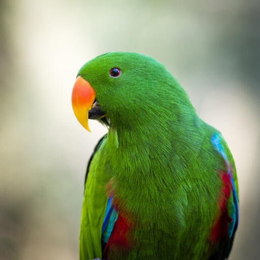 A close up of a eclectus parrot's wonderful orange beak