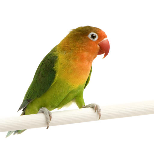 A wonderful peach faced parakeet on it's cage perch