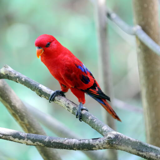 A wonderful red lory perched on a branch
