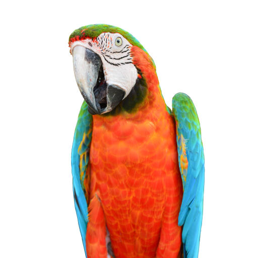 The wonderful orange chest feathers of a scarlet macaw