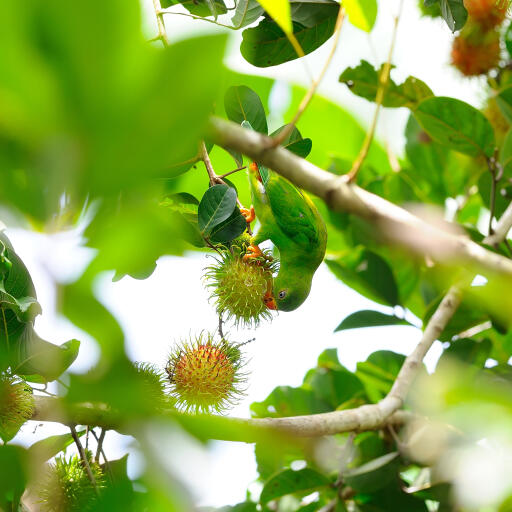 A vernal hanging parrot feeding upside down