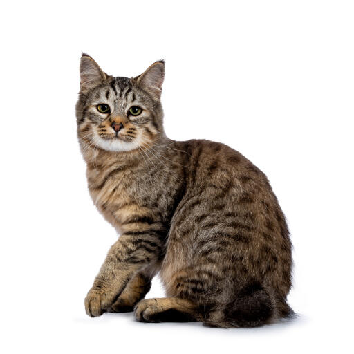 Pixie bob cat sitting against a white background