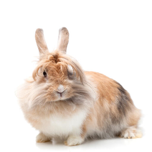 A lionhead rabbit with beautifully groomed fur on it's head