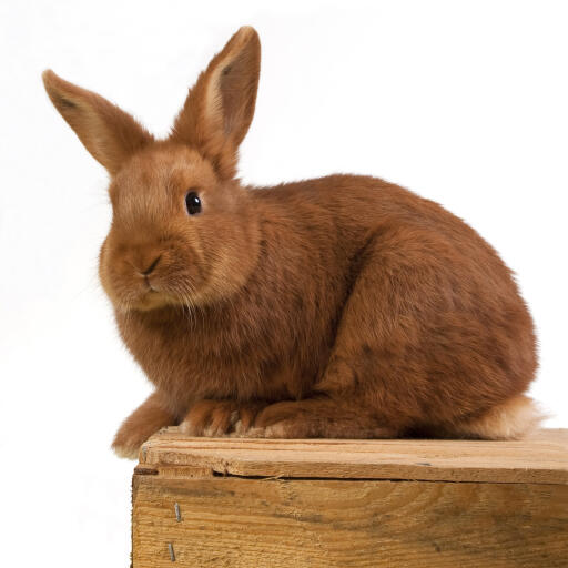 The beautiful thick red fur of a thrianta rabbit