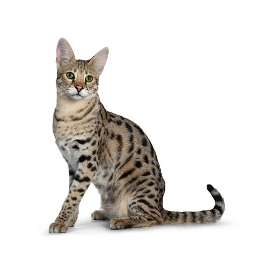 Savannah Kittens For Sale, Friendly Savannah Cats