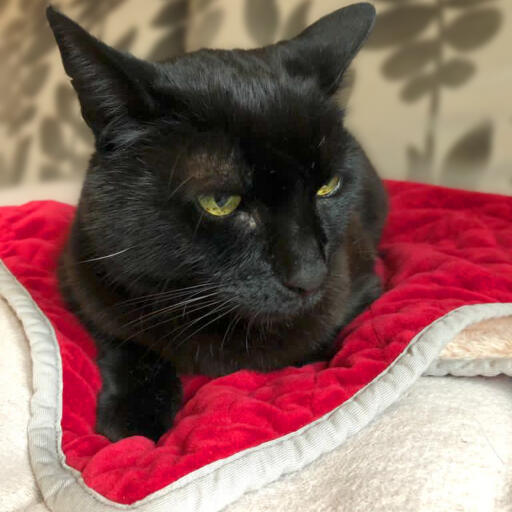 Fluffy sales cat blanket