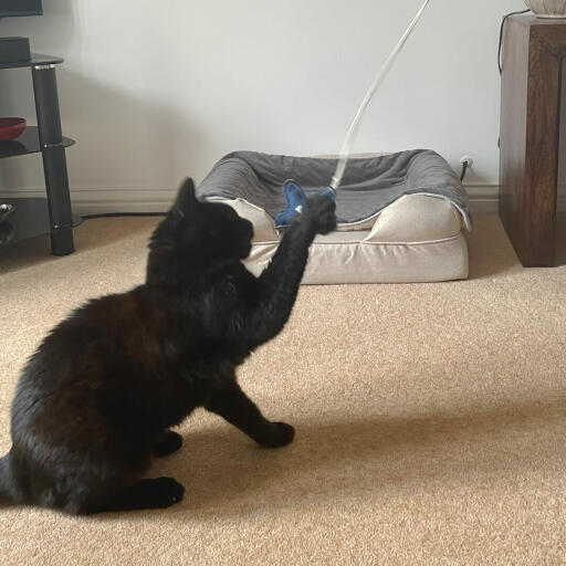 Black cat playing with starfish cat toy