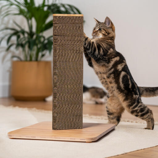 Tabby cat scratching short Stak scratching post