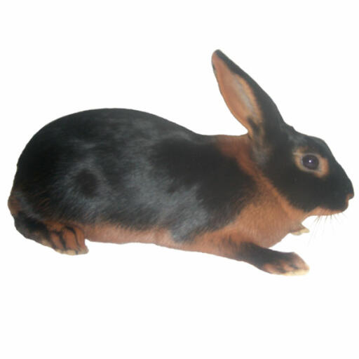 Tan rabbit