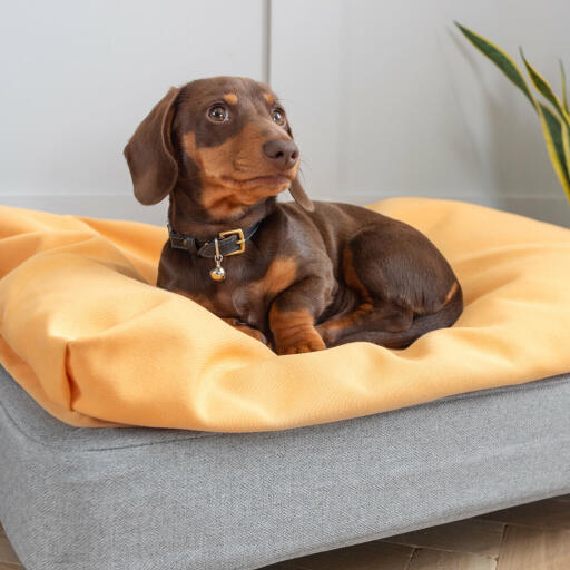 Tempur sale dog bed