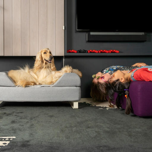 Bowie the Afghan loves his large Topology dog bed, complete with a bolster topper and cream metal rail feet.