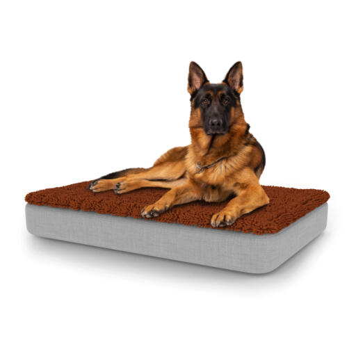 Dog sitting on large Topology dog bed with microfiber topper