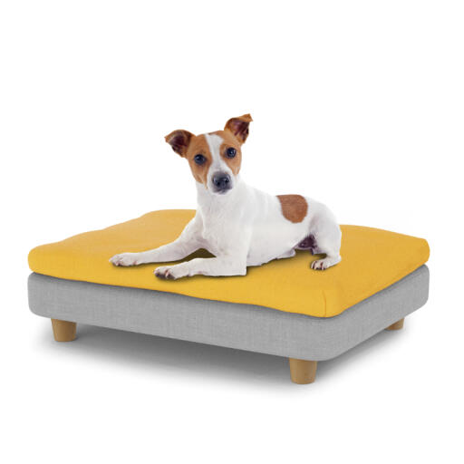 Small dog sitting on small Topology dog bed with bean bag topper and round wooden feet