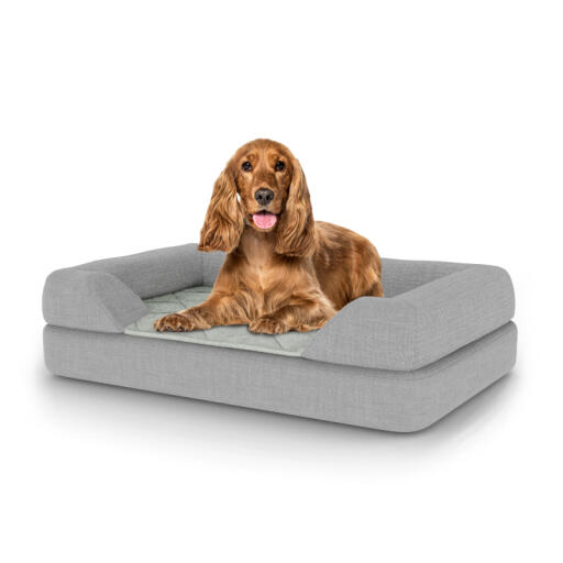 Dog sitting on medium Topology dog bed with bolster topper