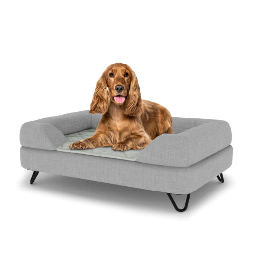 Dog sitting on a medium Topology dog bed with grey bolster topper and black metal hairpin feet
