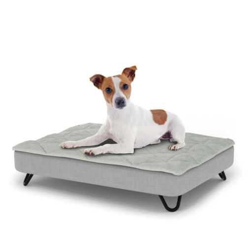 Dog sitting on a small Topology dog bed with quilted topper and black metal hairpin feet