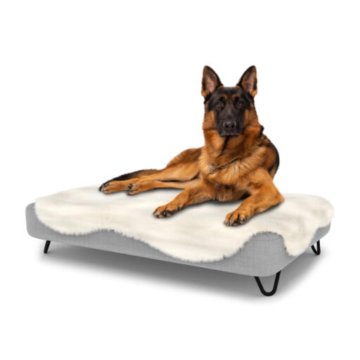 Dog sitting on a large Topology dog bed with sheepskin topper and black metal hairpin feet