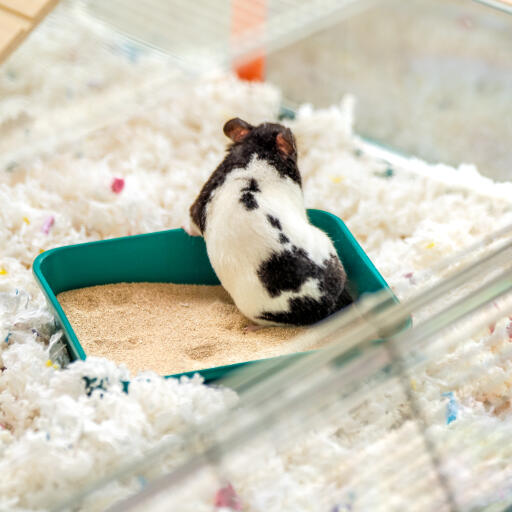 Hamster Sand Bath Omlet