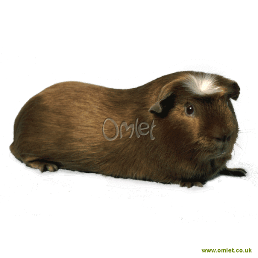 Sheltie guinea pig sales price