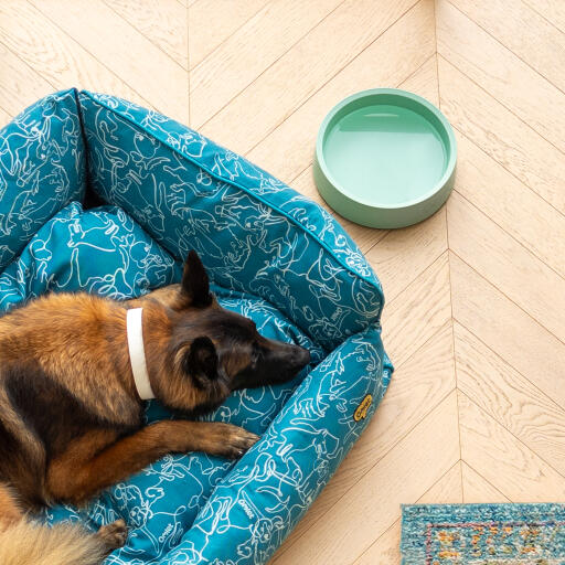 Large german shepherd lying in bed next to the Omlet dog bowl in sage