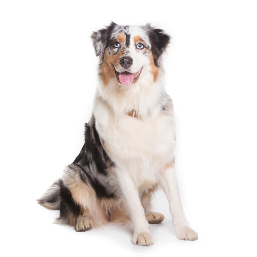 are australian shepherds good with chickens