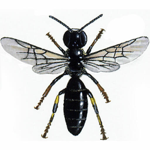 Common masked - hylaeus communis