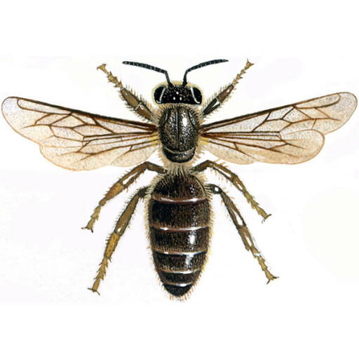 Honey bee queen
