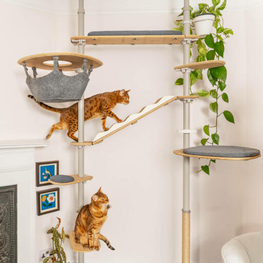 Cats climbing on a cat tree.