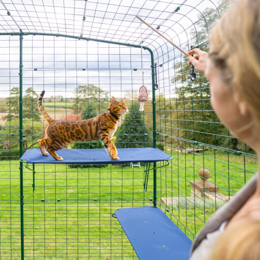 cat climbing on blue outdoor cat shelf in catio outdoor run with drainage holes visible