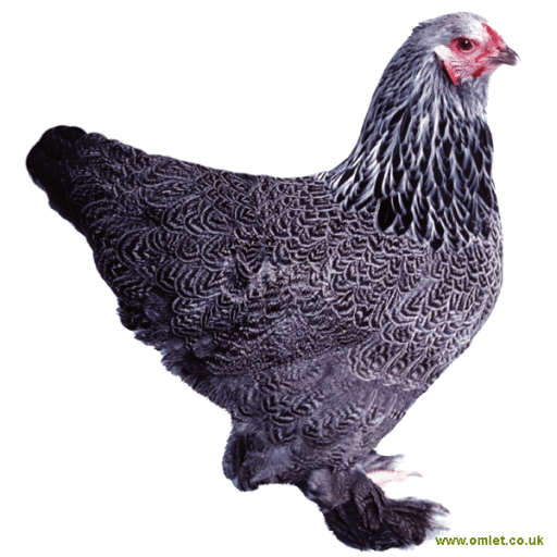Jersey giant brahma cross on sale