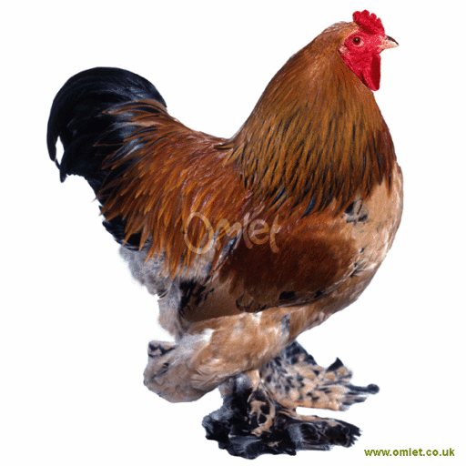 STAR GOATS FARM - Columbian Giant Brahma chicken Available for