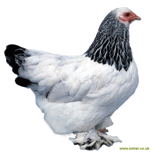 STAR GOATS FARM - Columbian Giant Brahma chicken Available for