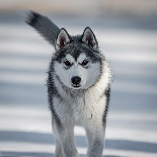 Canadian eskimo dog trotting through the Snow