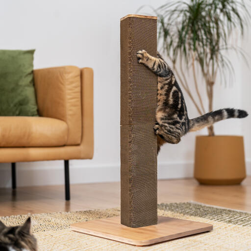Scratching post refills new arrivals