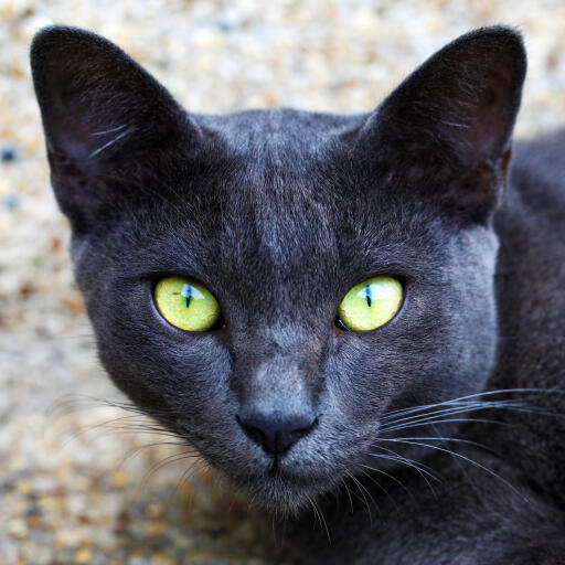 A blue korat with bright yellow eyes