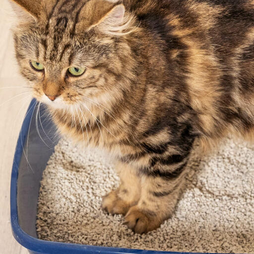 Cat standing in a cat litter tray with tofu cat litter.