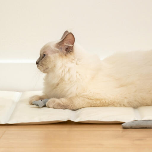 Cat playing with the catnip sardines toys lying in the high quality omlet cooling mat