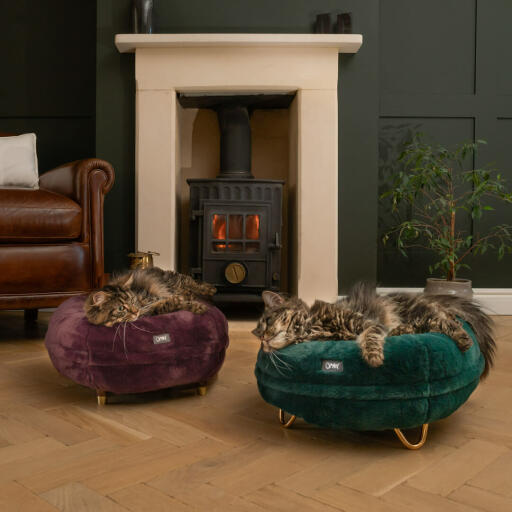 Cats in the living room sleeping in the quality Fig Purple and Peacock green donut cat bed
