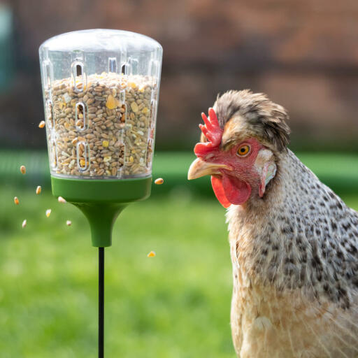 Chicken eating from the Omlet Peak Toy